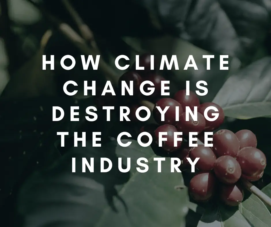 Climate Change Destroying the Coffee Industry