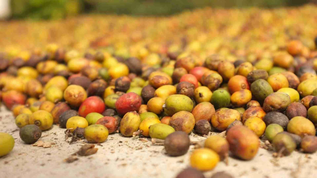 How Climate Change Is Threatening the Coffee Industry 8 Ripening arabica coffee cherries on a coffee plant