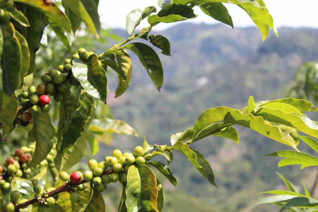 How Climate Change Is Threatening the Coffee Industry 10 Coffee cherries growing on a farm in Central America