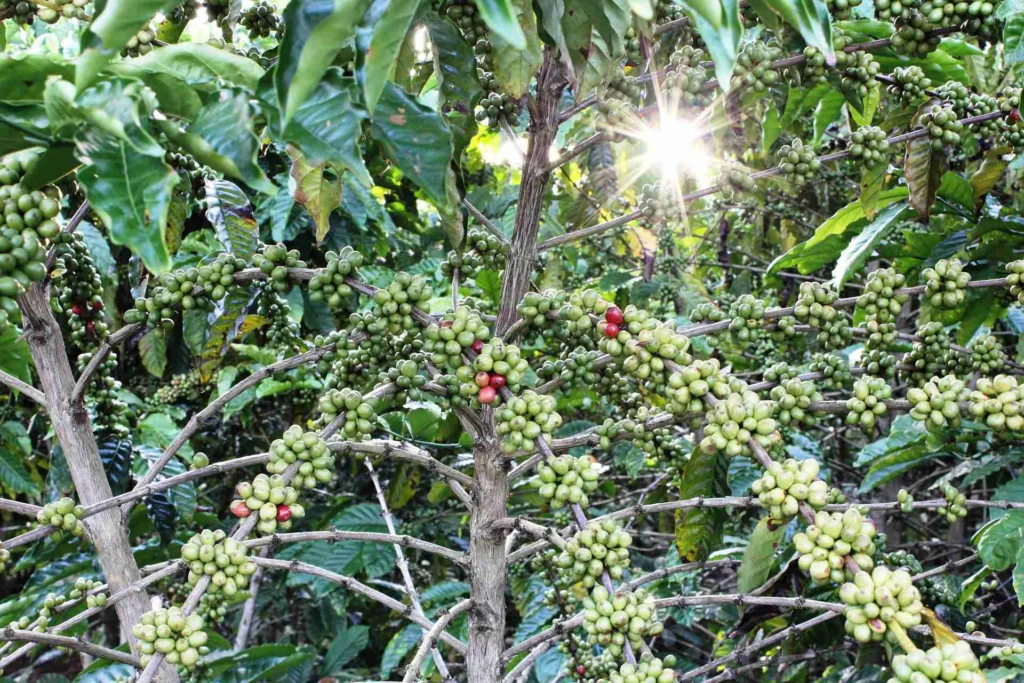 How Climate Change Is Threatening the Coffee Industry 11 Red coffee cherries ready for harvest on a Brazilian coffee plant