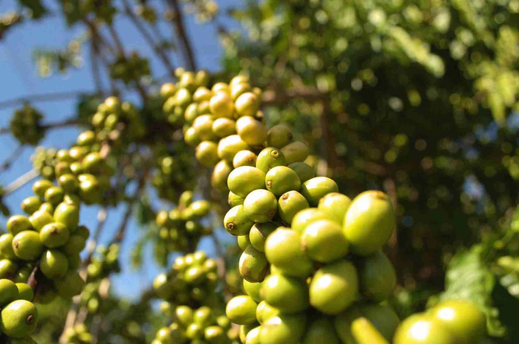 How Climate Change Is Threatening the Coffee Industry 9 Unripe green coffee cherries on a robusta coffee branch