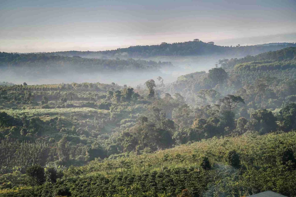 How Climate Change Is Threatening the Coffee Industry 12 Coffee plantation in Vietnam's Central Highlands
