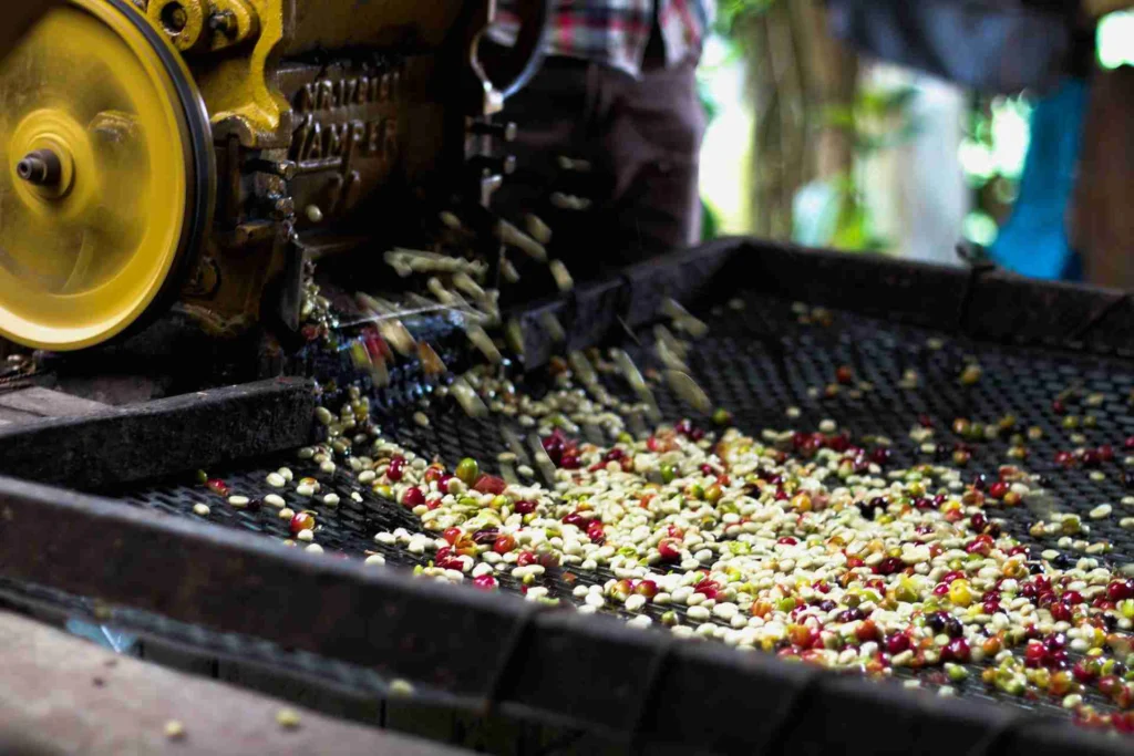 Everything you Need to Know About Sumatran Coffee 8 Washed green coffee beans
